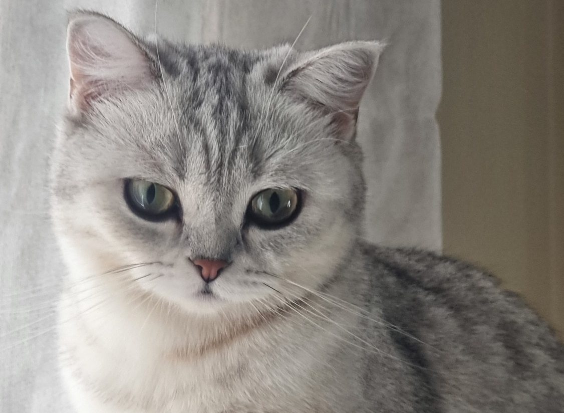 Gatos de raza